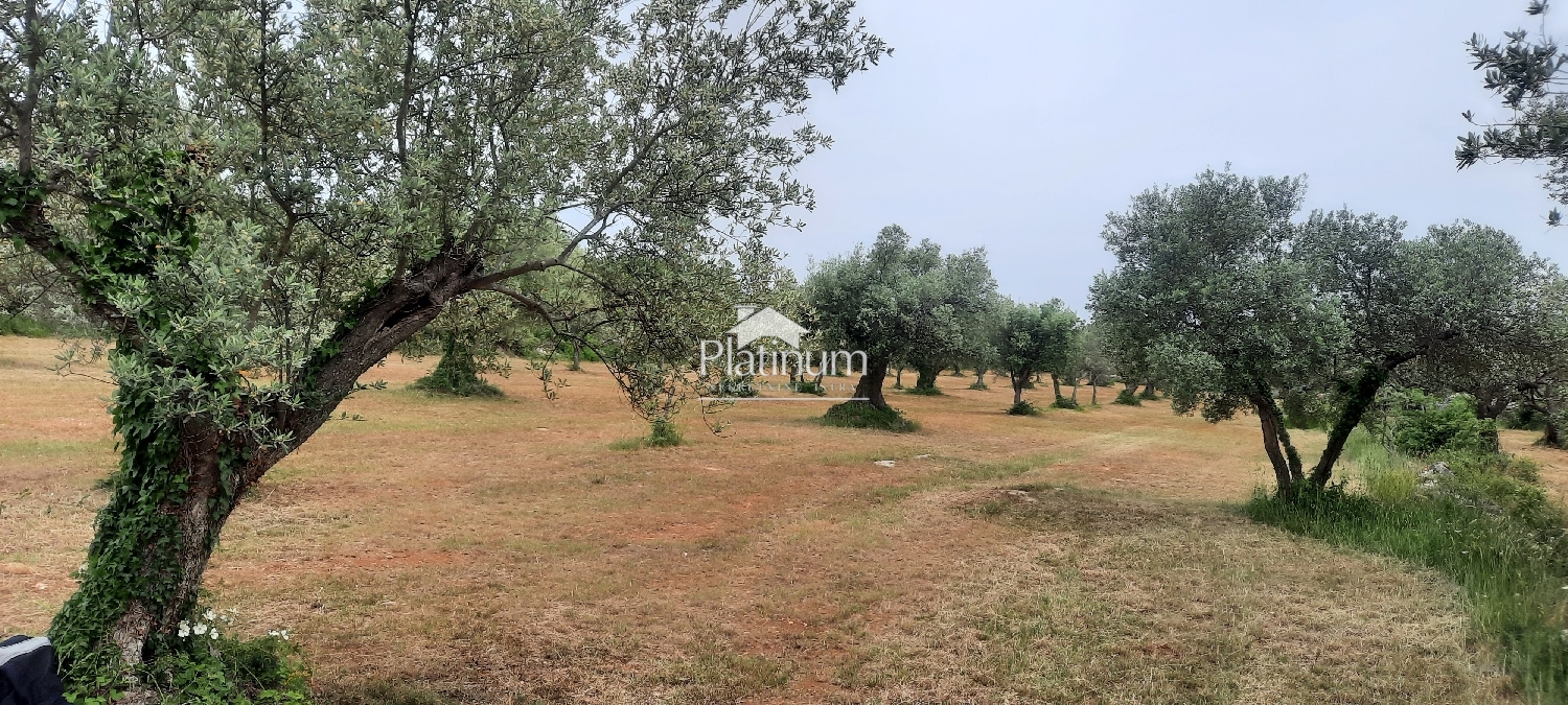 Istra, Fažana oljčnik s 100 let starimi oljkami , velikost 956 m2