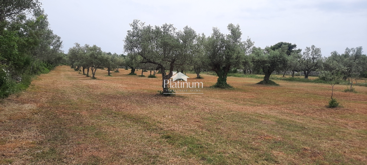 Istria, Fasana OLIVETO paesaggistico con olive centenarie, superficie 5022 m2