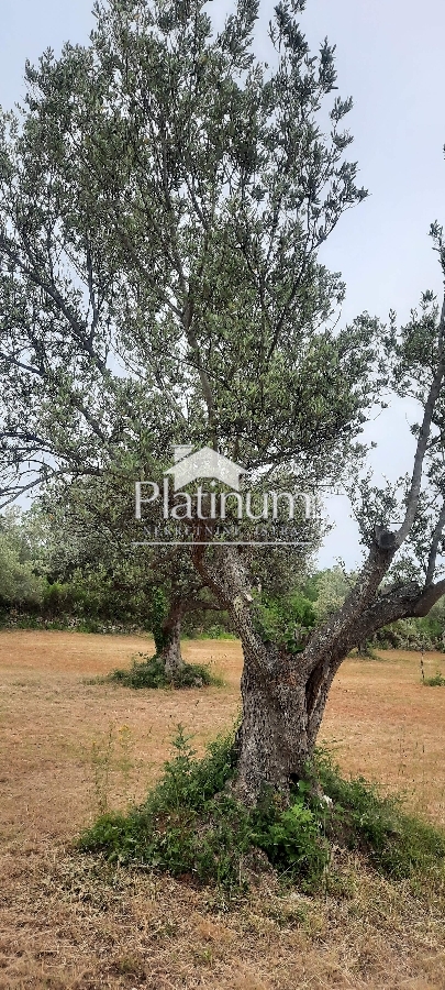 Istria , Fažana olive grove with 100-year-old olives, size 934 m2