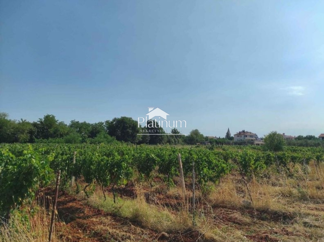 Istria, Šišan agricultural vineyard