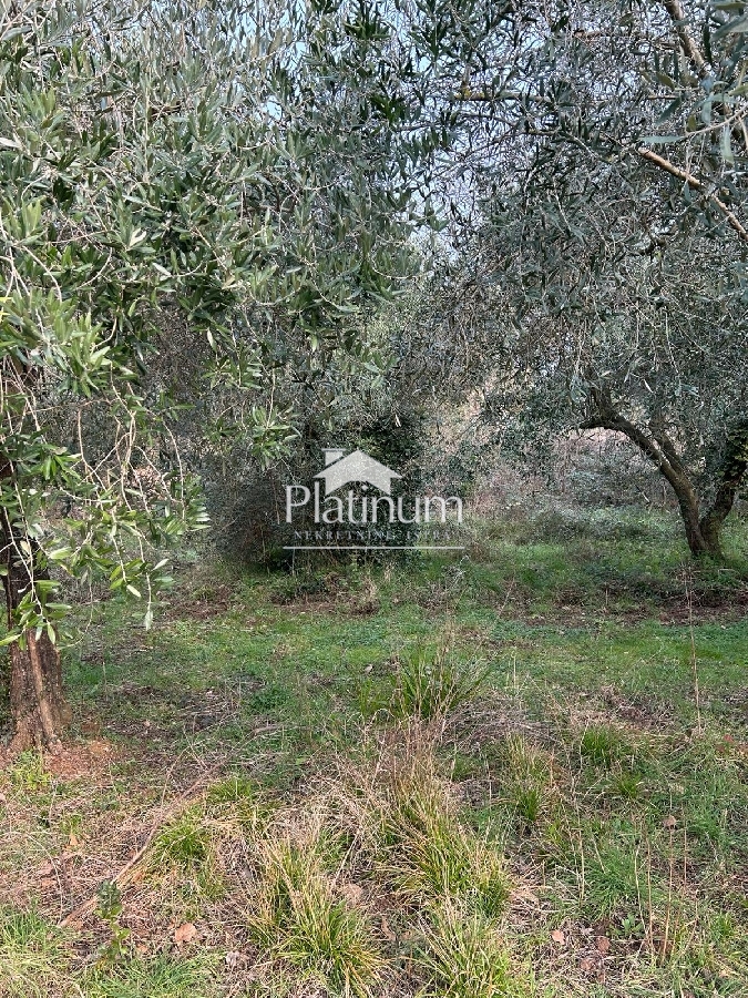 Istria, surroundings of Peroj, beautiful olive grove