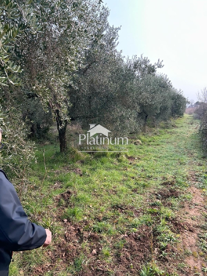 Istra, okolica Peroja, lijepi maslinik