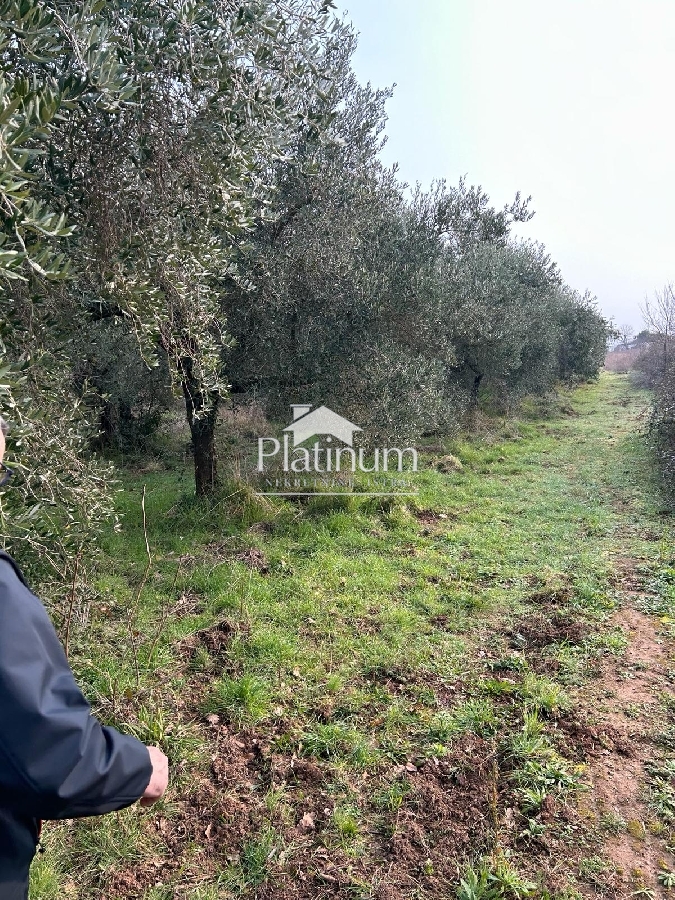 Istria, surroundings of Peroj, beautiful olive grove