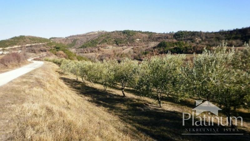 Istra, centralno, lep oljčni nasad na površini 24000m2