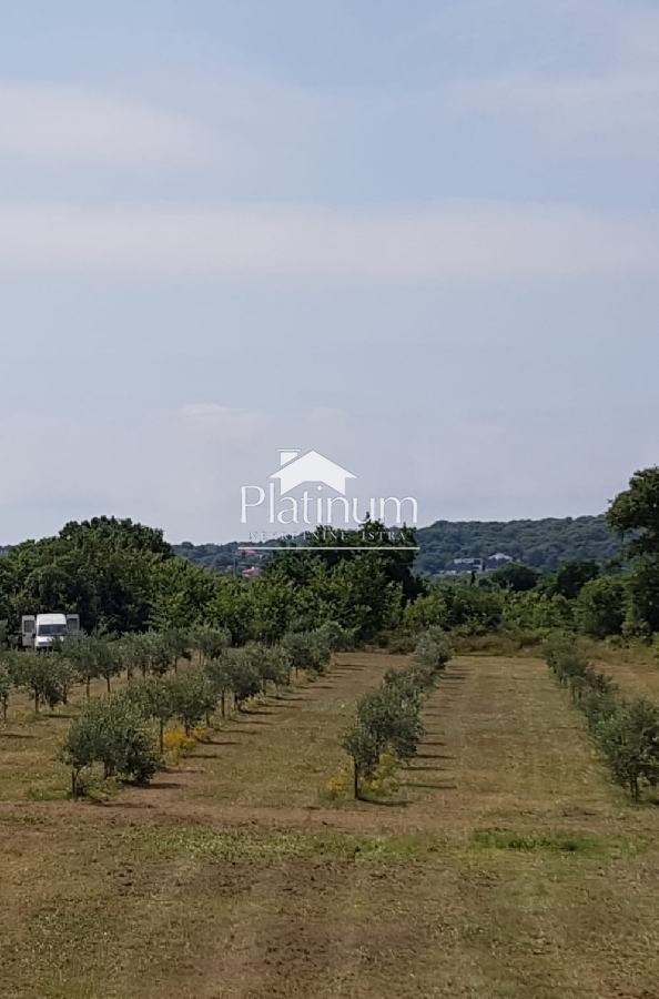 Ližnjan-maslinik sa 100 održavanih maslina