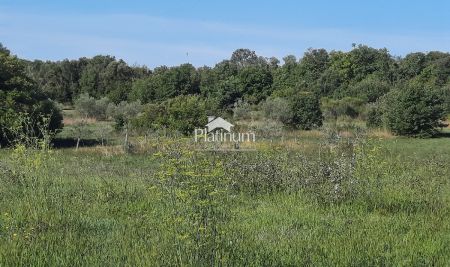 Building land of the municipality of Galižana