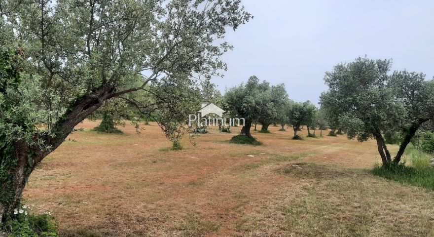 Istra,Fažana MASLINIK s maslinama starim 100 god,veličina 979 m2