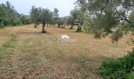Istria, Fažana olive grove with 100-year-old olives, size 1136 m2