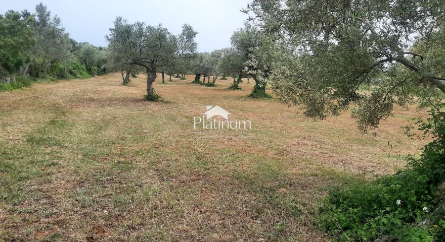 Istra,Fažana maslinik s maslinama starim 100 god,veličina 1136 m2