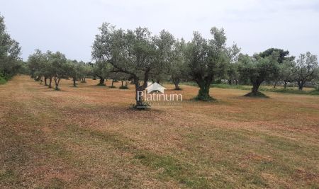 Istra,Fažana uređen  MASLINIK s maslinama starim  100 god,veličina 5022m2