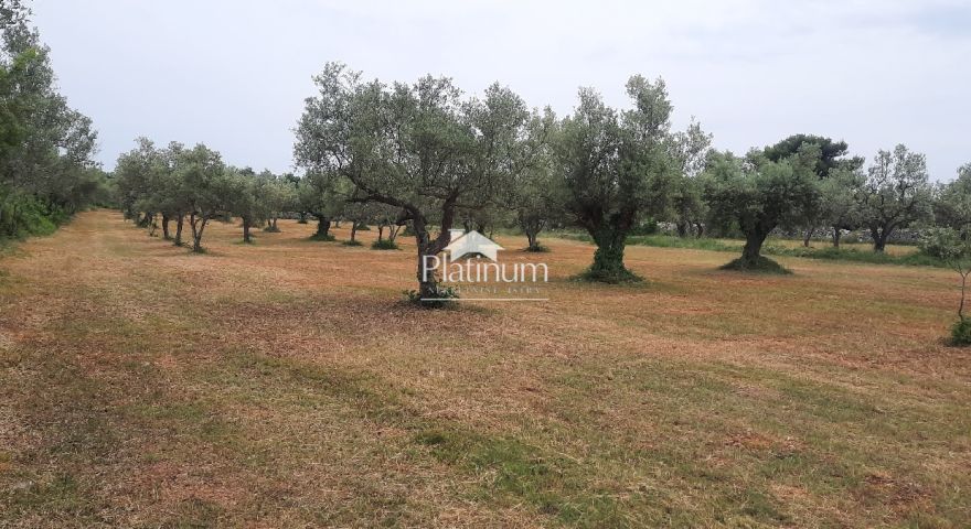 Istria, Fasana OLIVETO paesaggistico con olive centenarie, superficie 5022 m2