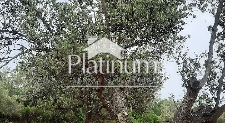 Istria , Fasana oliveto con ulivi centenari, dimensione 934 m2
