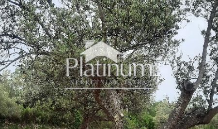 Istria, Fažana OLIVE GARDEN with 100 year old olive trees, size 5022 m2