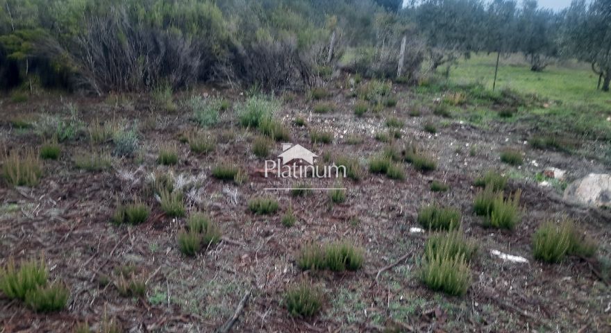 Istra, terreno agricolo Pomer