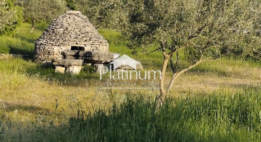 Istria, Golubovo, beautiful olive grove for sale