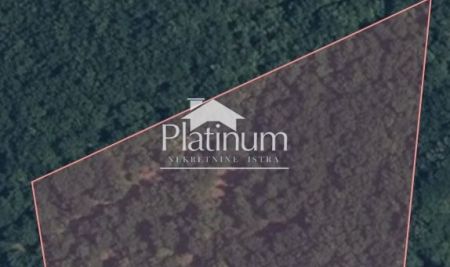 Istra, šuma u okolici Pinezića