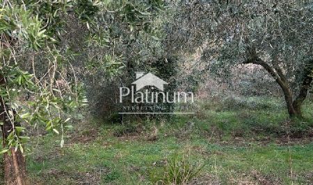 Istria , dintorni di Peroj, bellissimo uliveto