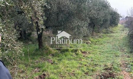 Istria, zona Peroj, bel uliveto