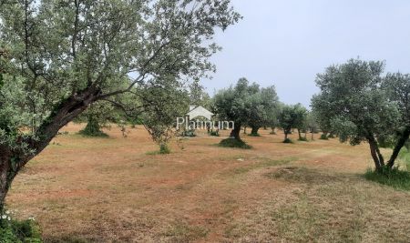 Istria, Fasana OLIVETO paesaggistico con olive centenarie, dimensione 979 m2