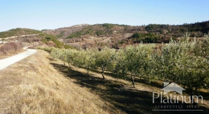 Istria, centrale, splendido uliveto sulla superficie di 24000m2 Istria, centrale, splendido uliveto sulla superficie di 24000m2