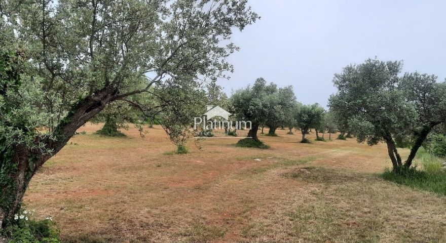 Istria, Fasana oliveto con ulivi centenari, dimensione 934 m2 Istria, Fasana oliveto con ulivi centenari, dimensione 934 m2