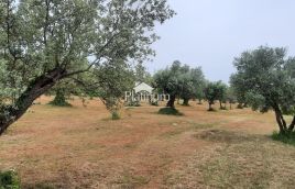Istra,Fažana MASLINIK s maslinama starim 100 god,veličina 5022 m2