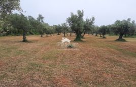 Istra,Fažana MASLINIK s maslinama starim 100 god,veličina 5022 m2