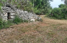 Istra,Fažana MASLINIK s maslinama starim 100 god,veličina 5022 m2
