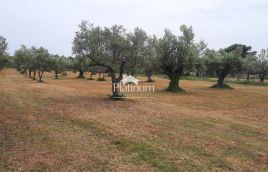 Istra,Fažana MASLINIK s maslinama starim 100 god,veličina 5022 m2