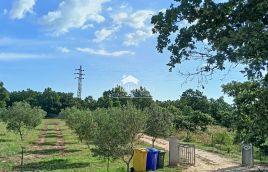 Istria, dintorni di Savičenta, casa per vacanze con uliveto e vigneto