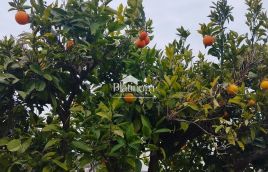 Istria, Piano terra prematuro 500 m dal mare