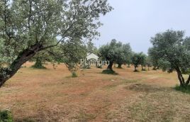 Istria, Fažana landscaped OLIVE GROVE with 100-year-old olives, size 5022m2