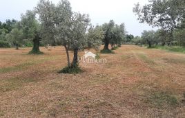 Istria, Fažana olive grove with 100-year-old olives, size 1136 m2