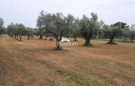Istria, Fažana OLIVE GROVE with 100-year-old olives, size 979 m2