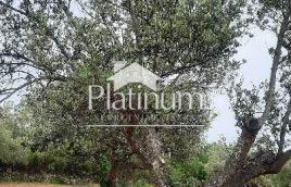 Istria, Fažana OLIVE GROVE with 100-year-old olives, size 979 m2