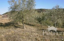 Istria, central, beautiful olive grove on the surface of 24000m2